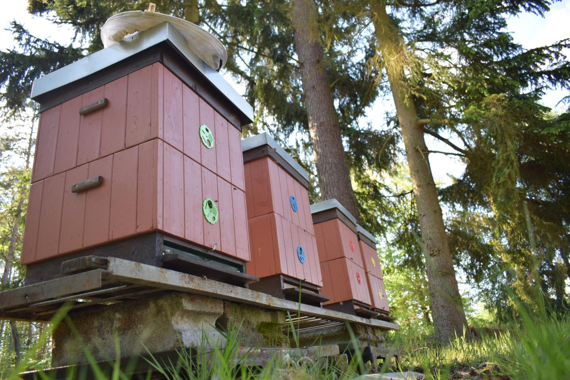 Treehouse U Rybnika Hotel Osecna Buitenkant foto